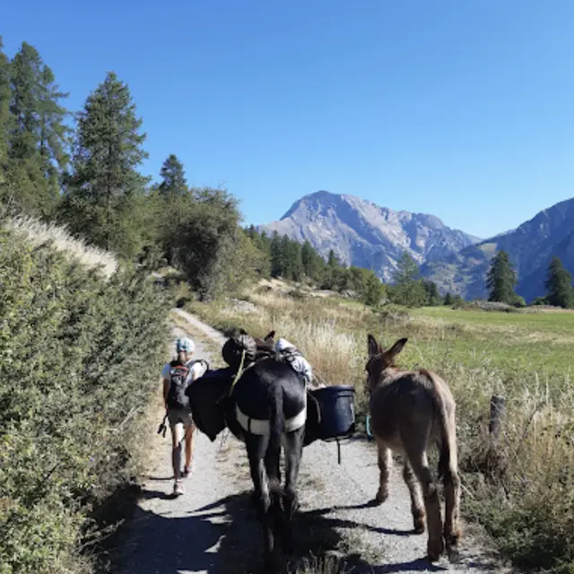 Randonnée avec les ânes - Arbraventure à Champoléon