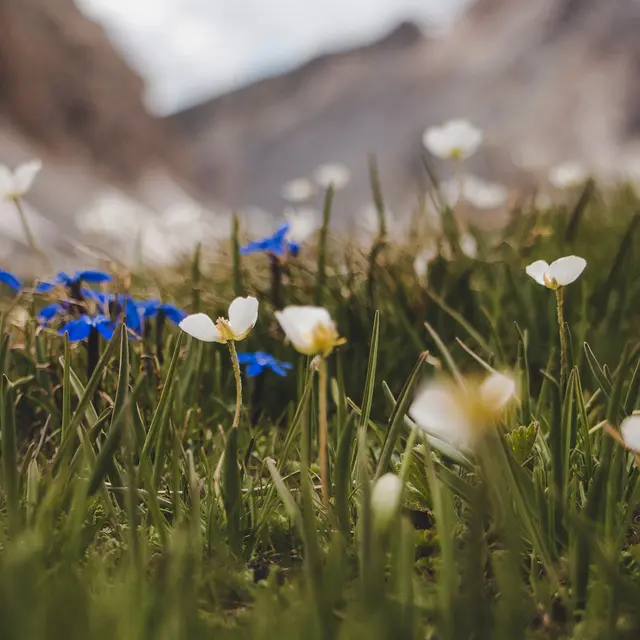 Causerie en montagne : À la découverte de la flore de l'Ubaye et des Alpes du sud_Barcelonnette
