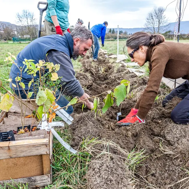 Plantation d'une haie