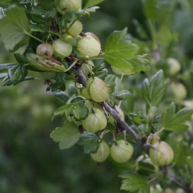 Au Millieu des fruits du Bugey