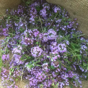 Mon sirop contre la toux : cueillette et transformation de plantes médicinales_Entremont-le-Vieux