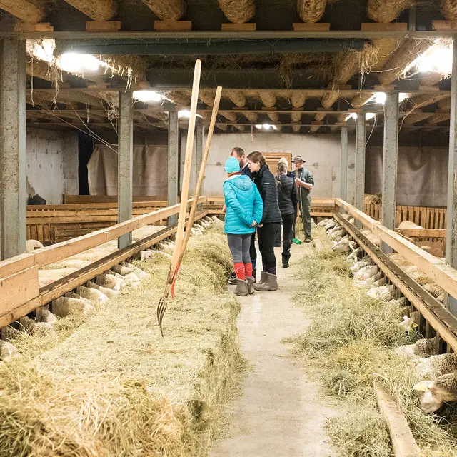 Visite à la bergerie, traite des moutons et fabrication du fromage