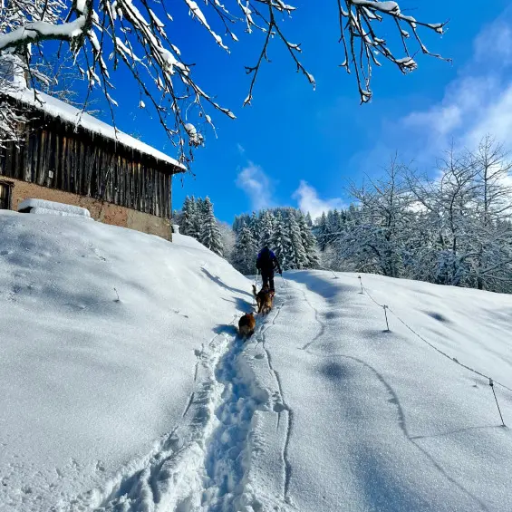 Cani rando en raquettes_Onnion