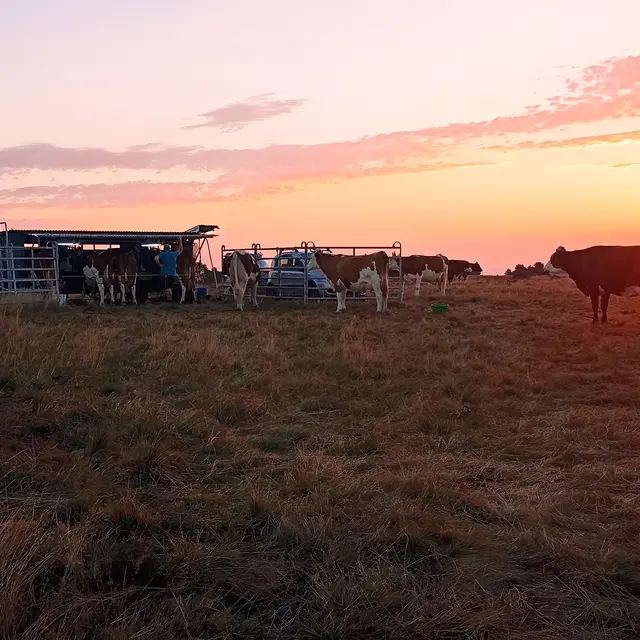 À la découverte des traites mobiles en estive_Sauvain