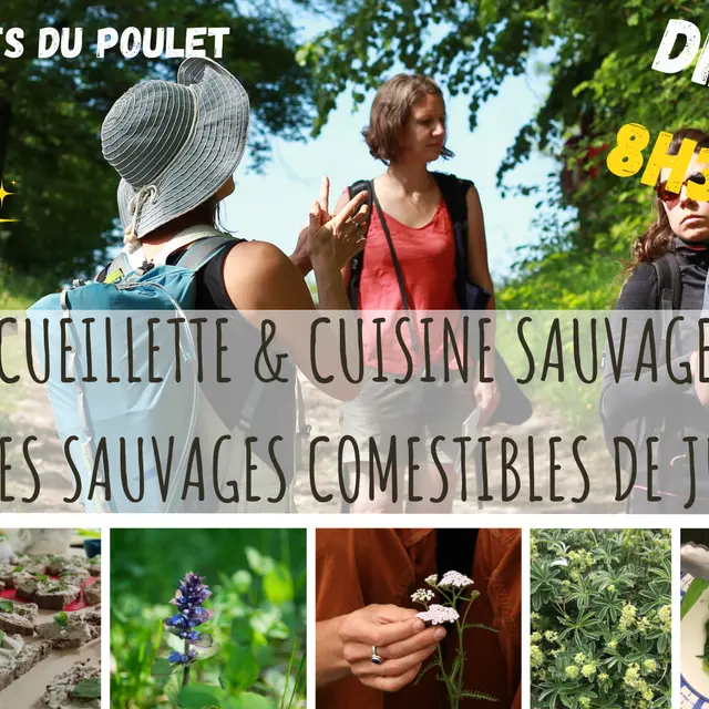 Balade cueillette & Cuisine sauvage au refuge du Crêts du Poulet _ 20 Juillet