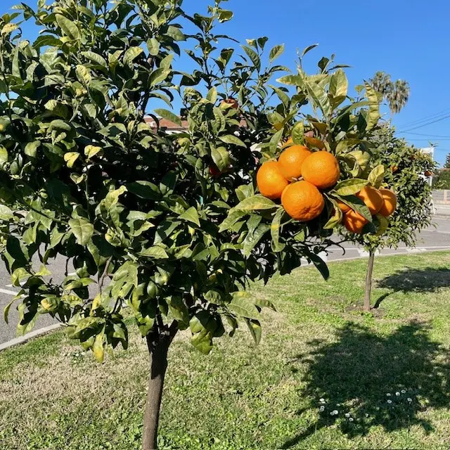 Grasse et Vallauris : Atelier chez un cirier et découverte d'un écomusée consacré à la fleur d'oranger_Auribeau-sur-Siagne