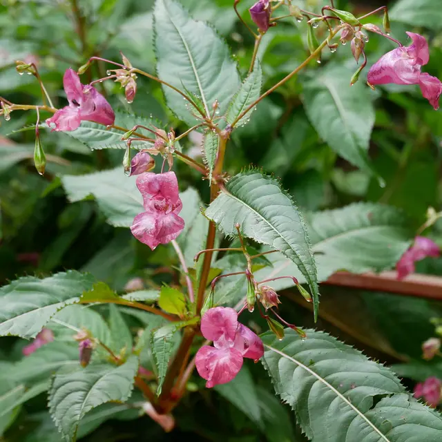 Expo-balade à la découverte des belles envahissantes_Caussade