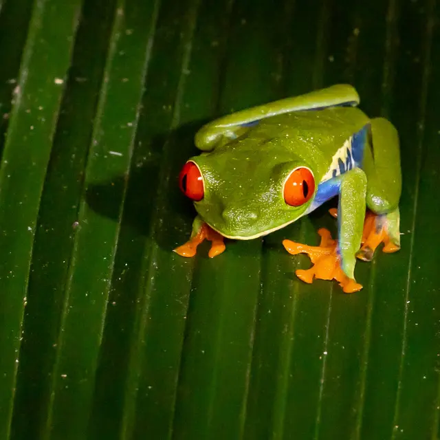 Costa Rica : paysages et animaux hors du commun_Bourg-en-Bresse
