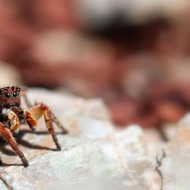 Même plus peur des araignées ! à Daluis