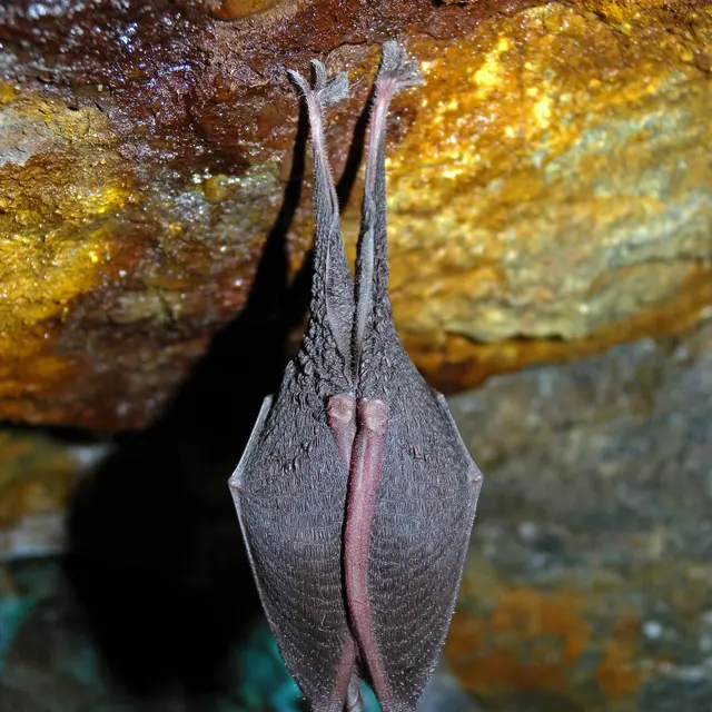 Apéro-Chiro et Film sur les Chauve-Souris_Tende
