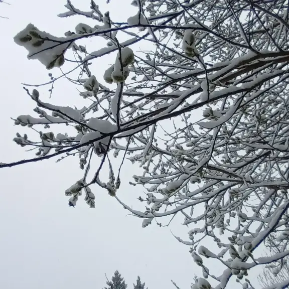 L'arbre et l'hiver_Sallèdes