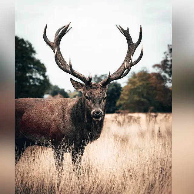 Cerf