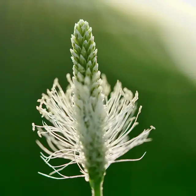 CAIRN PLANTES