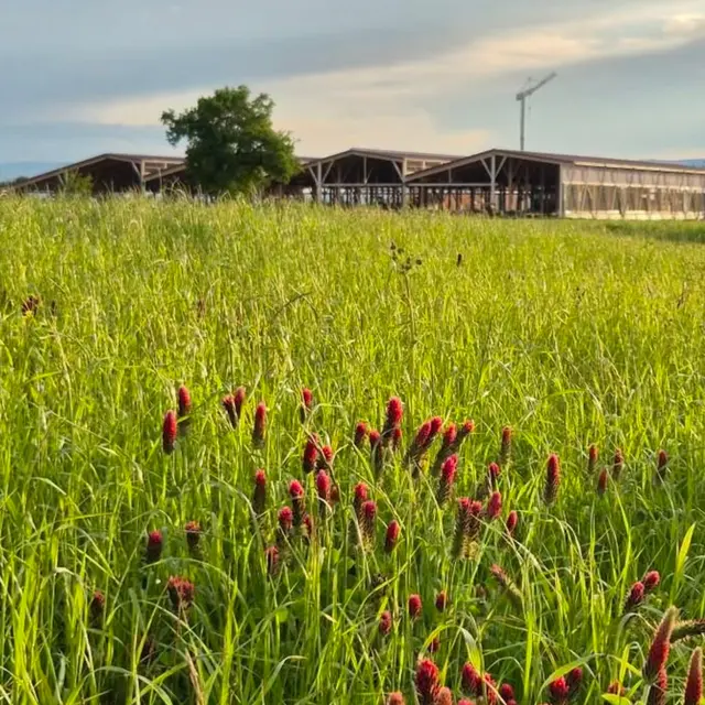 Ferme des Délices Foréziens_Saint-Cyr-les-Vignes