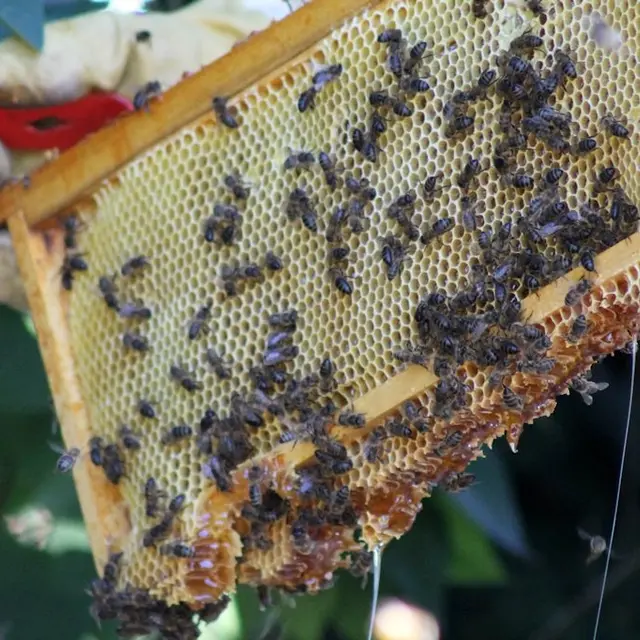 La Miellerie du Grand Luberon