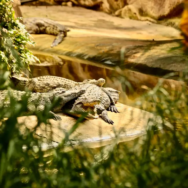 Crocodiles du Nil