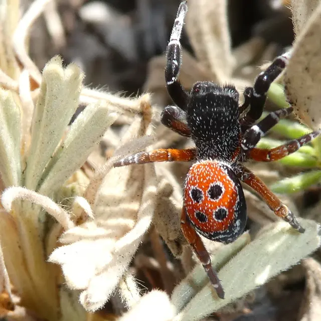 Biodiversité du plateau de Calern_Caussols