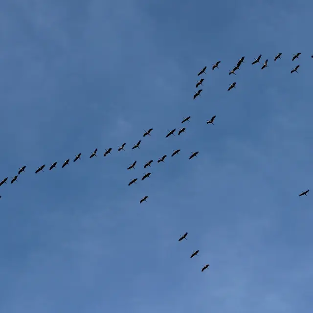 Migration
