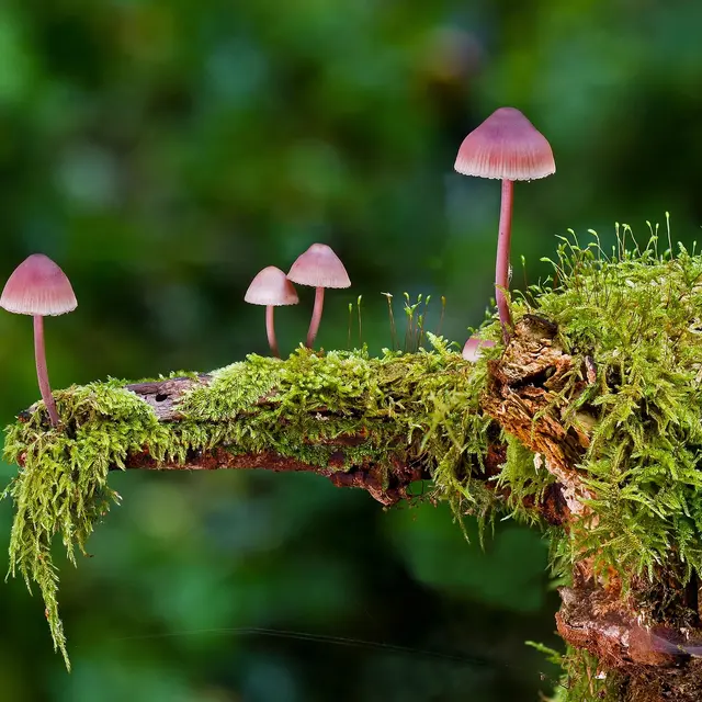 Champignons : comment les reconnaître_Générargues