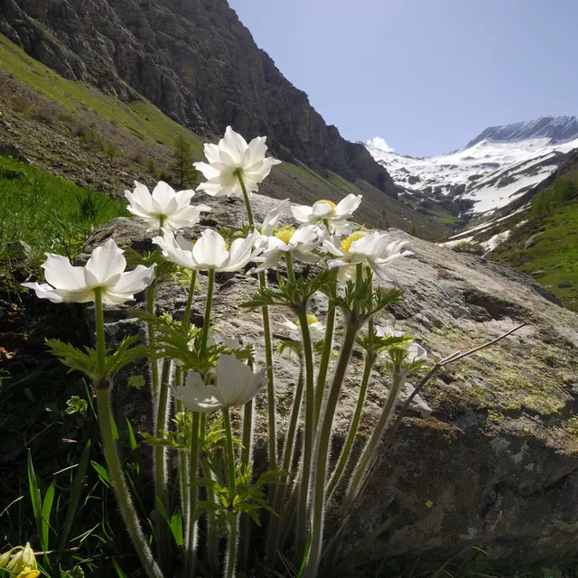 pulsatille vallon de Chargès
