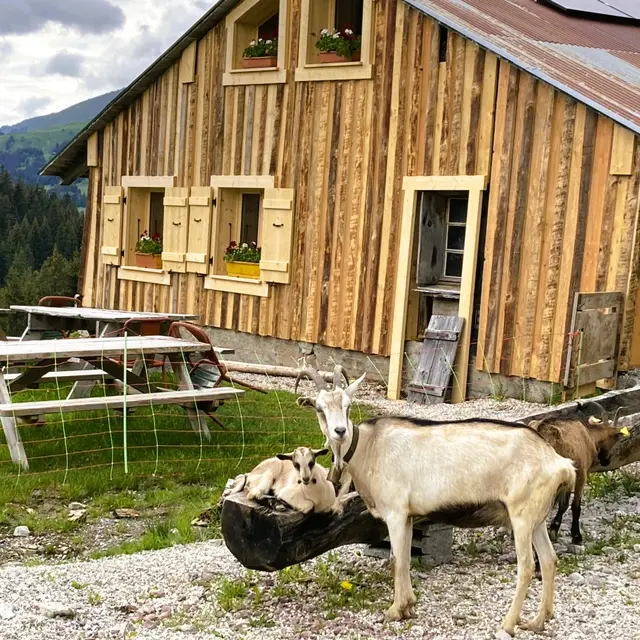 Petite balade gourmande à l’alpage_Les Gets