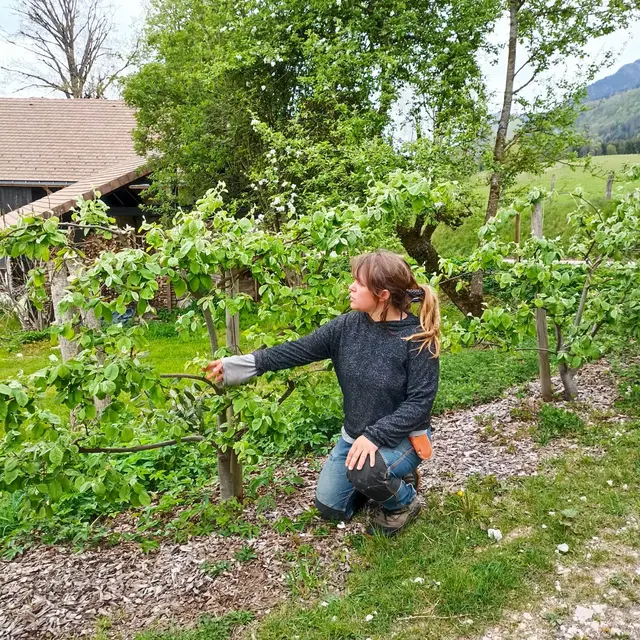 Atelier greffe des arbres fruitiers_Saint-Pierre-de-Genebroz