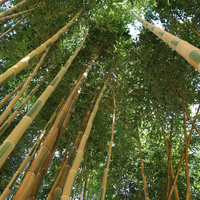 Bambous en Provence Eyragues bambous
