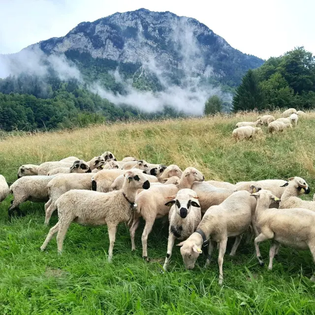 Brindille de laine, à pas feutrés, aventure contée l Renc'Arts du Parc_Aillon-le-Vieux
