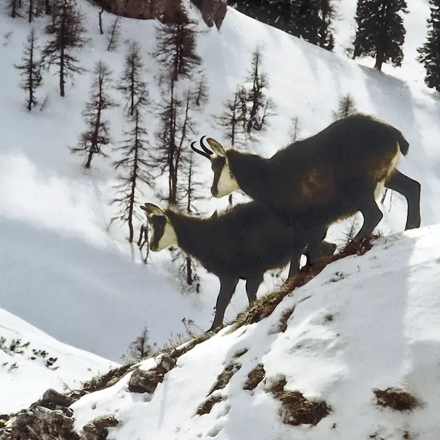 Chamois
