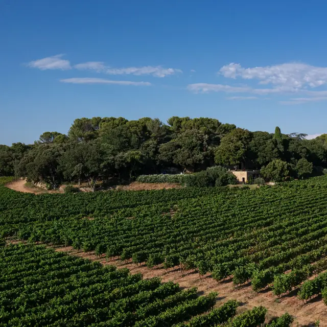 Domaine - Château Bonisson_Rognes