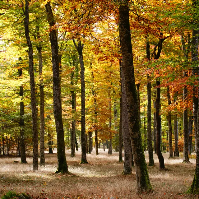 SEVE Sens Essences Vies Energies Un Bain d'une Nouvelle Nature_Renaison