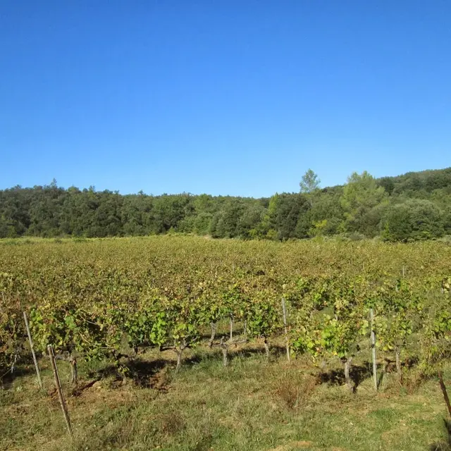 Domaine Roux - Carcès
