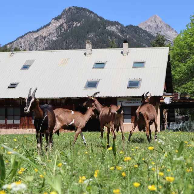 Chevrerie de Plampinet