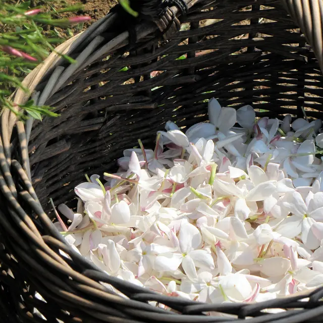 De la Fleur au Parfum chez Fragonard 