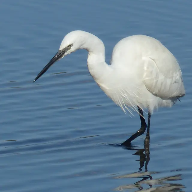 Aigrette garzette