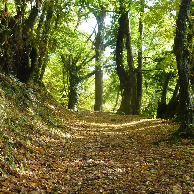 Chemin forestier