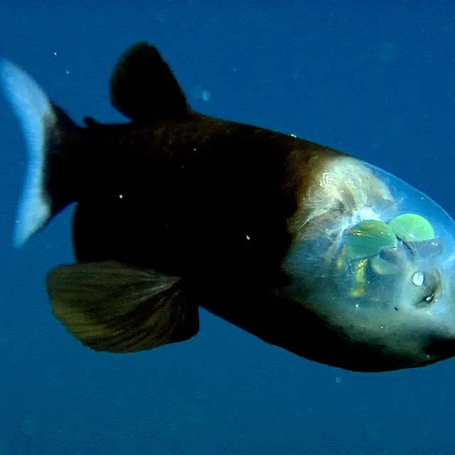 Concert : Barreleye Fish