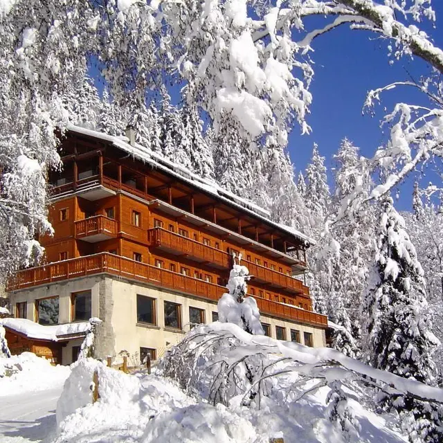Campanules hiver