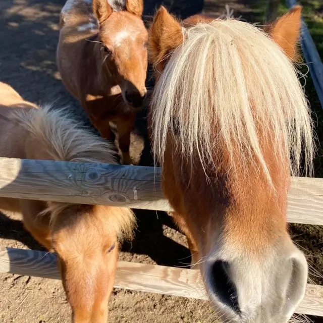 Balade à poney Idefix