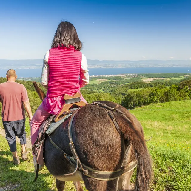Randonnée avec des ânes