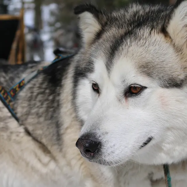 Montagnes d'Ubaye - Chiens de traineau