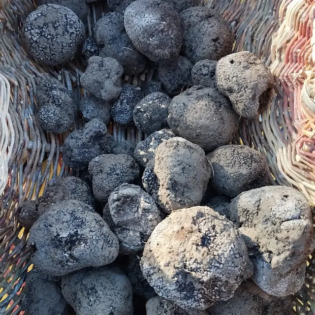 Atelier Initiation A la truffe en plantation!_Monêtier-Allemont