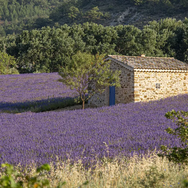 Champs de lavandes en Vallée du Jabron