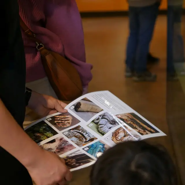 le 1er février ouvrez l'oeil, le Grand Site de France de l'Aven d'Orgnac rouvre en mode jeu !_Orgnac-l'Aven
