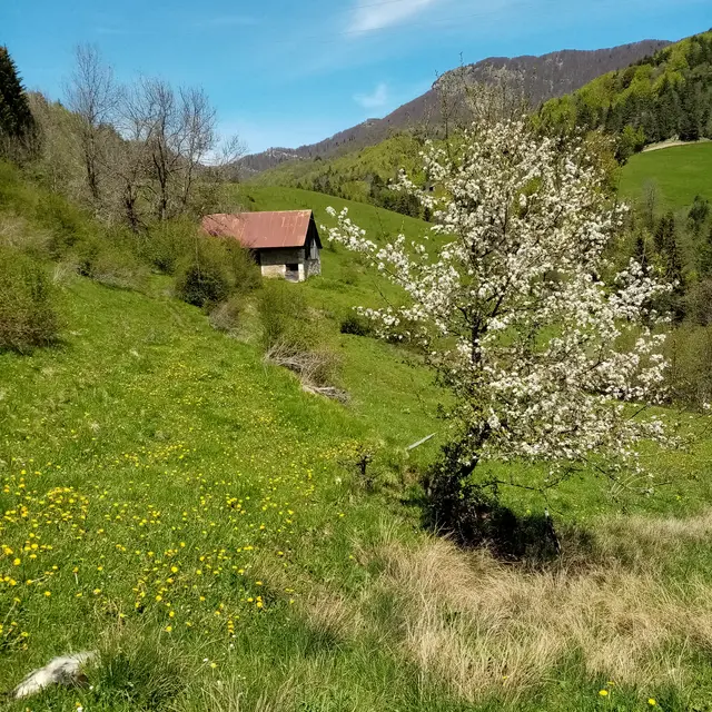 L'alpage des Pins, Fleurs de Vie Chartreuse