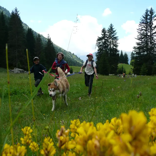Flaine-evasion-nordique-chien-cani-rando