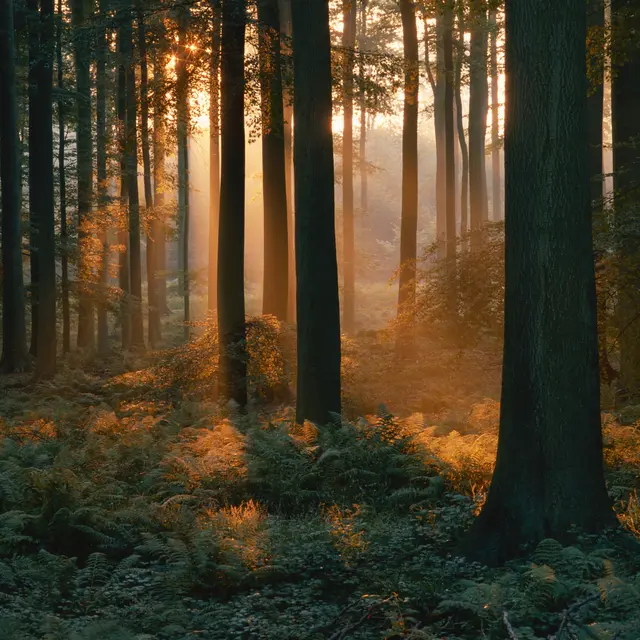 Animation autour de la forêt proposée par l'ONF - Métal & Bois_La Toussuire