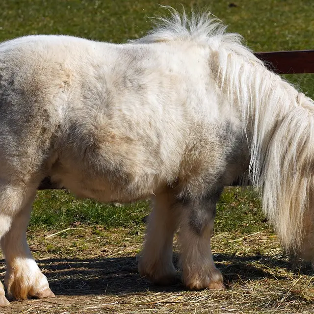 Poney