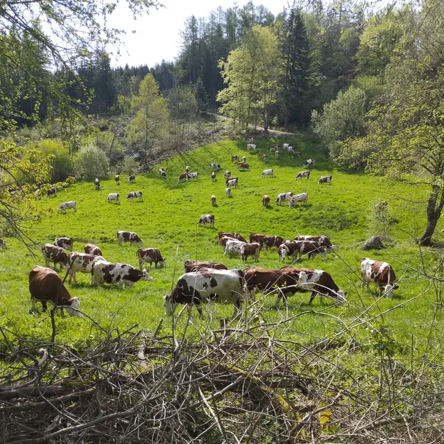 GAEC Des Beaudor_Tence