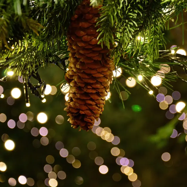 Atelier d'initiation à la vannerie d'écorce_Berbezit